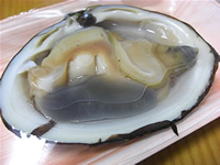 北寄貝