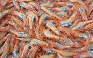 増毛漁業協同組合様02