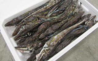 増毛漁業協同組合様05