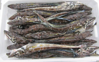 増毛漁業協同組合様06