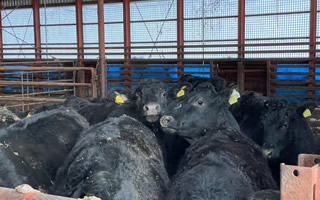 有限会社羽田野第二牧場様04