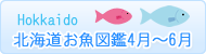 北海道お魚図鑑4月～6月